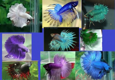 bettas