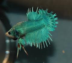betta green dragon