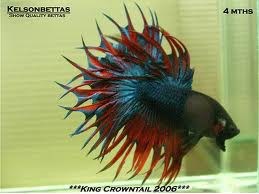 betta crowntail