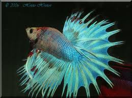 betta crowntail