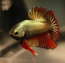 betta red dragon