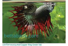 betta crowntail