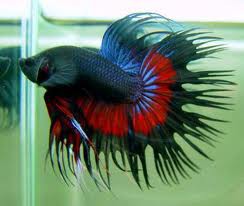betta crowntail