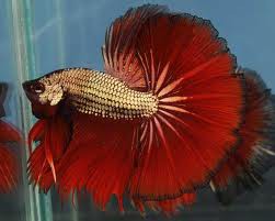 betta red dragon