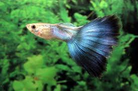 guppys