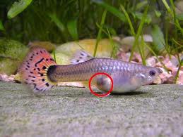 guppys