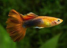 guppys