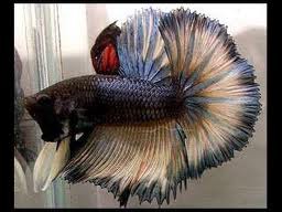 betta crowntail