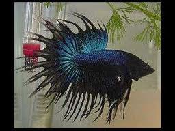 betta crowntail