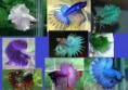bettas