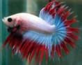 betta crowntail