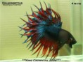 betta crowntail