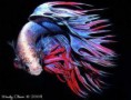 betta crowntail