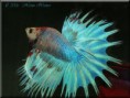 betta crowntail