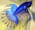 betta crowntail