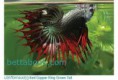 betta crowntail