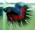 betta crowntail