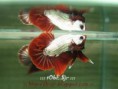 betta red dragon