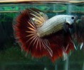 betta red dragon