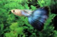 guppys