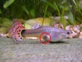 guppys