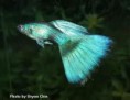 guppys