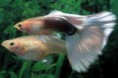 guppys