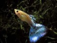 guppys
