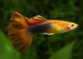 guppys