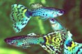 guppys