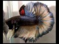 betta crowntail