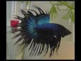 betta crowntail